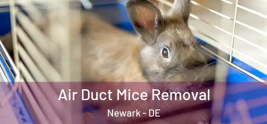  Air Duct Mice Removal Newark - DE
